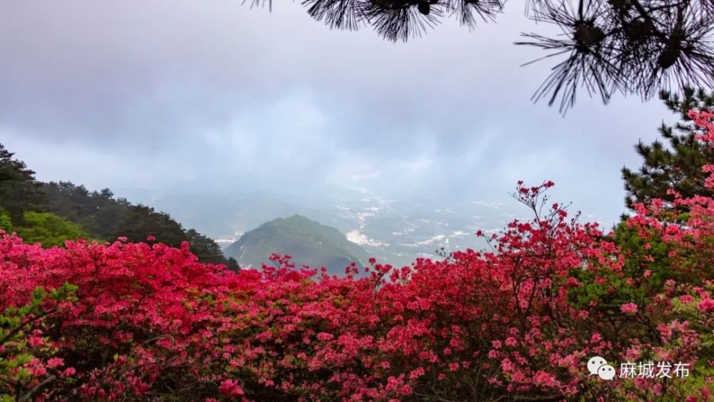 杜鹃花海,麻城,龟峰山风景区,央视,麻小布,杜鹃花