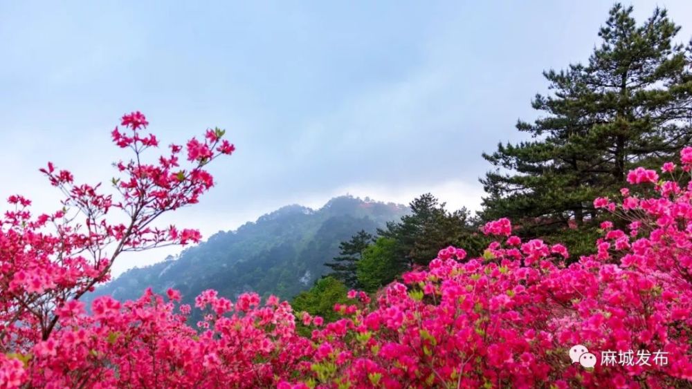 杜鹃花海,麻城,龟峰山风景区,央视,麻小布,杜鹃花