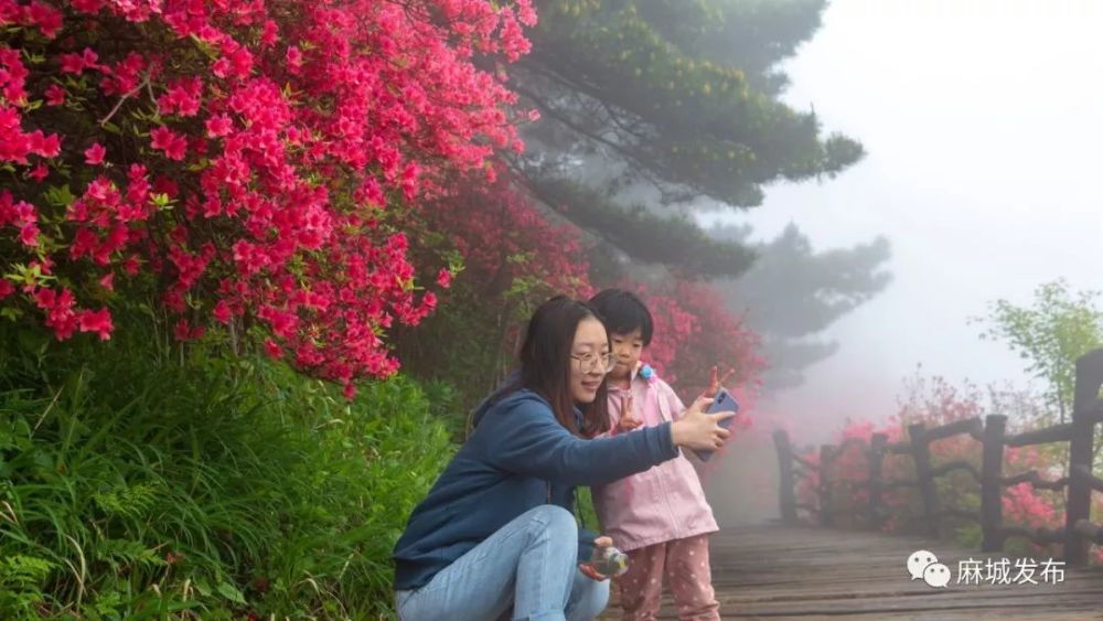 杜鹃花海,麻城,龟峰山风景区,央视,麻小布,杜鹃花