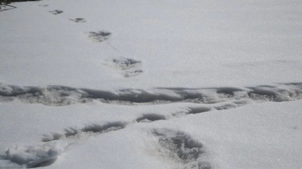 印度探险队:喜马拉雅山脉出现神秘生物脚印,难道雪人真的存在?