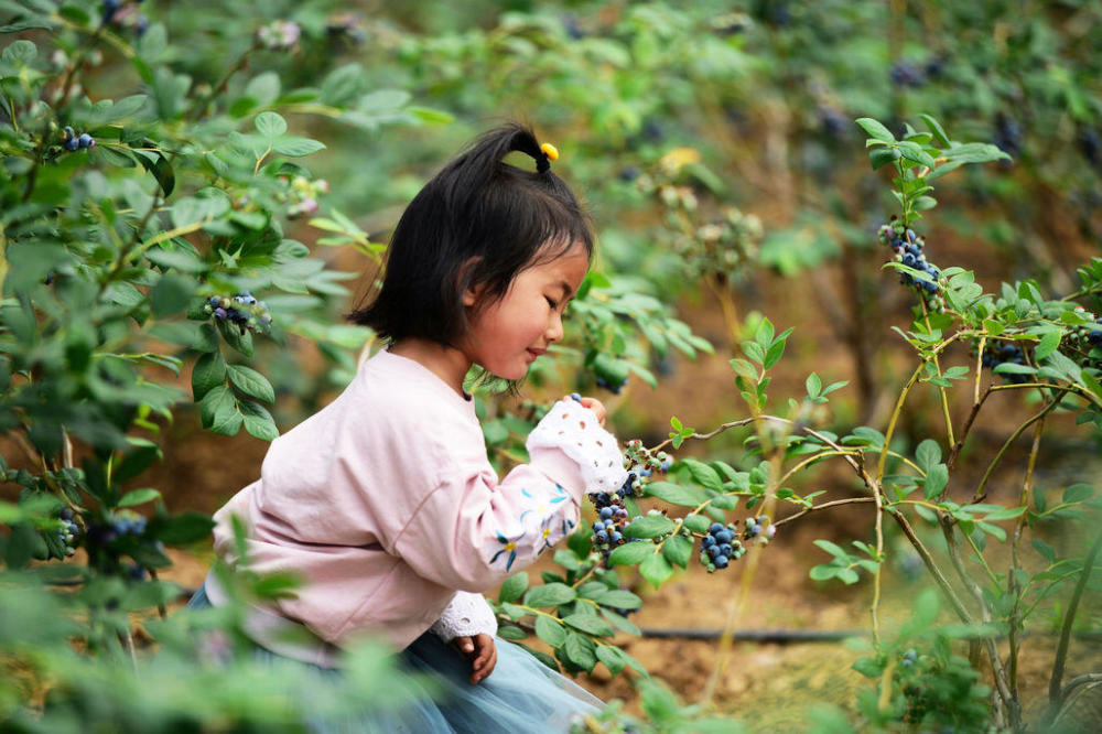 青岛宝山镇25000亩蓝莓开始采摘 这个"五一"有了好去处