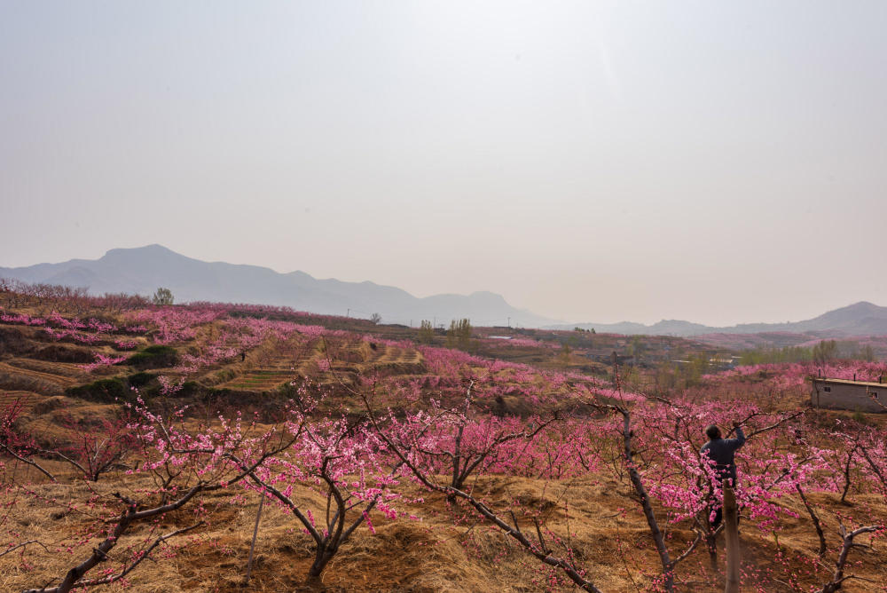 蒙阴,山东,世外桃源,阳春,桃花铺