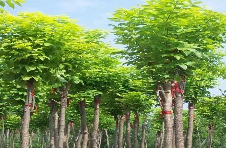 刘延强 行道树