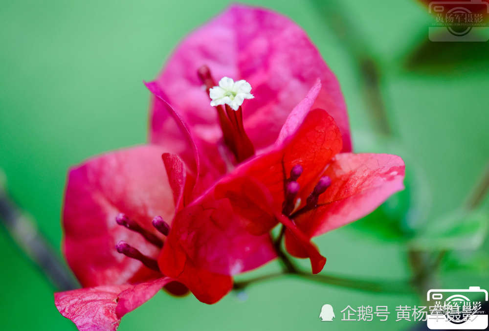 一个叶子的花枝上有三片美丽的花瓣.