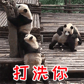 熊猫表情包,你怎么可以这么可爱