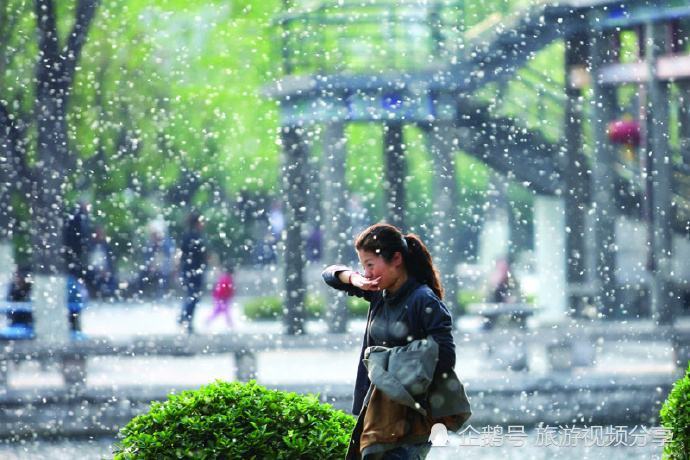 北京满天飘"雪",杨柳絮满天飞,为什么治理多次无效?