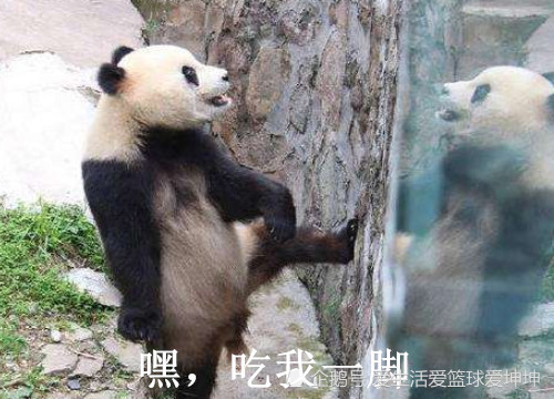 熊猫,饲养员,国宝,表情包,生活