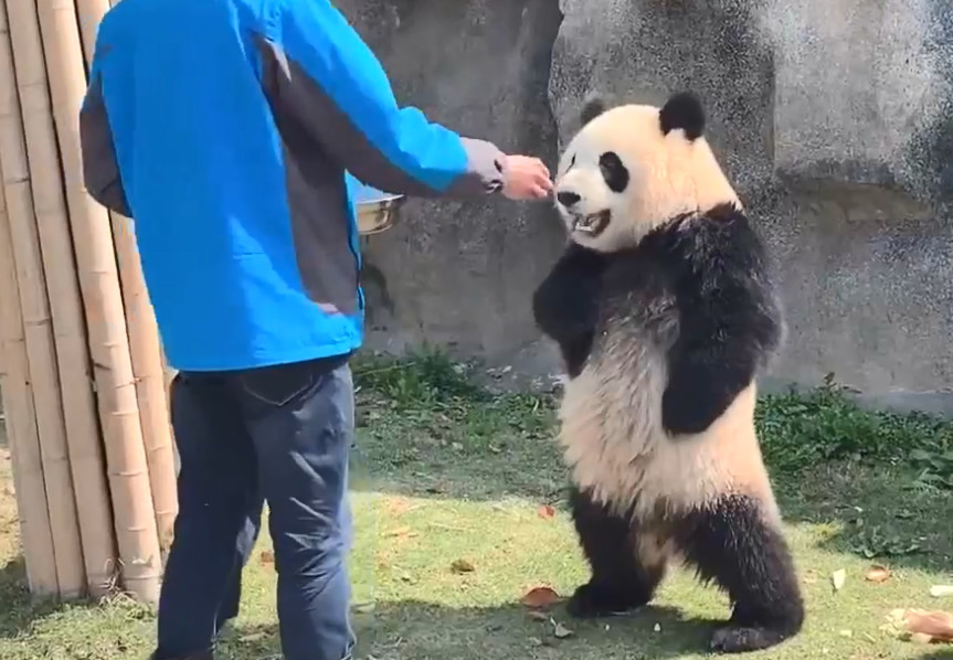 大熊猫真的不知道自己是国宝吗?当它站起来叉腰时,我有点方!