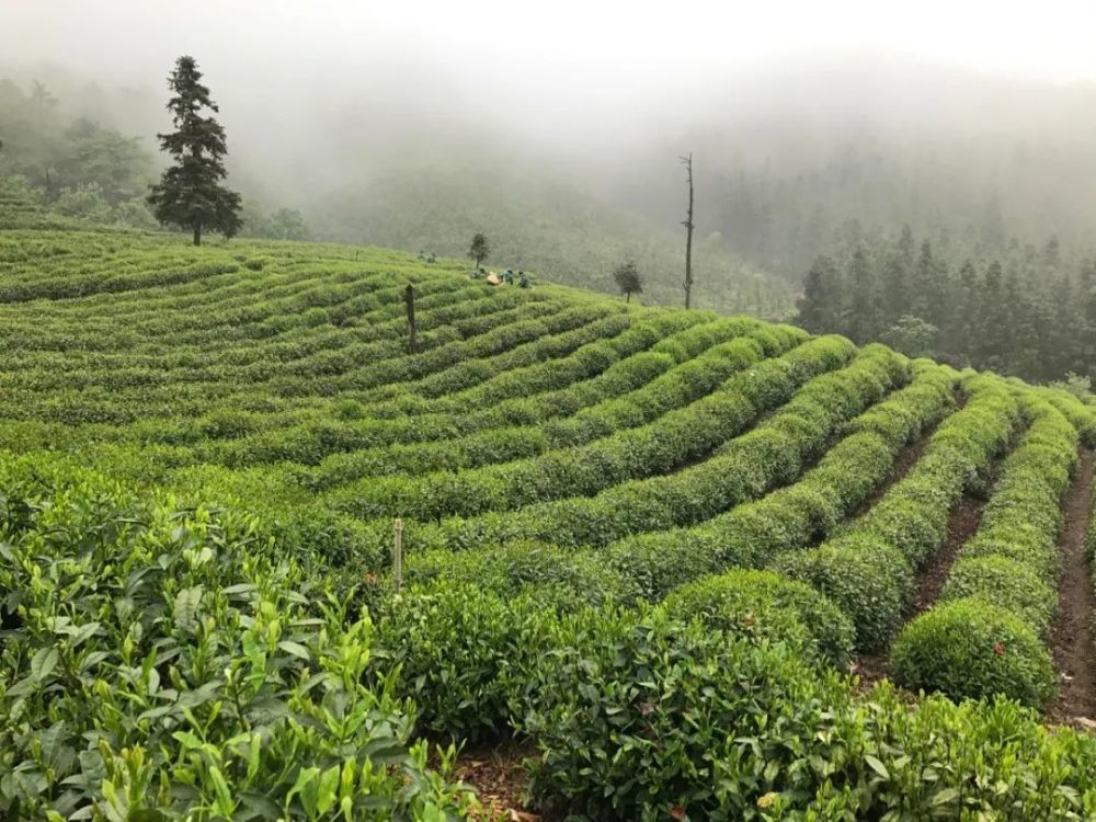 有2000多年历史的霍山黄芽就是这么有个性