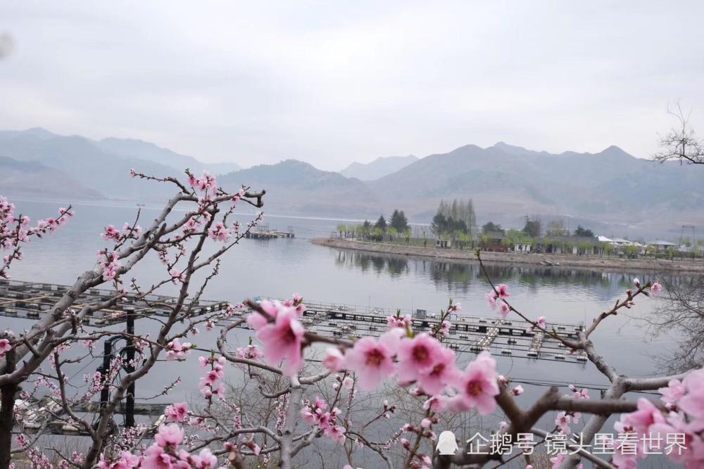 hi逛hi吃:五一丹东河口赏桃花