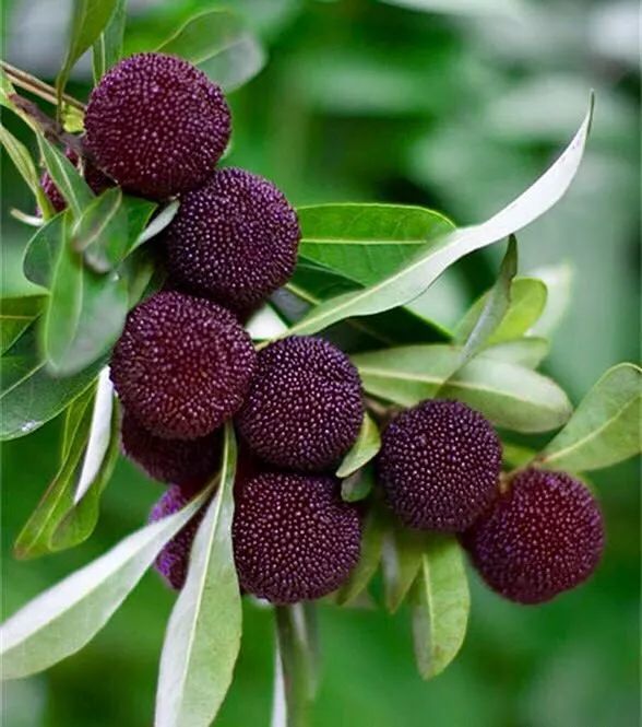 杨梅枝繁叶茂,树冠圆整,初夏又有红果累累,十分可爱,是园林绿化结合