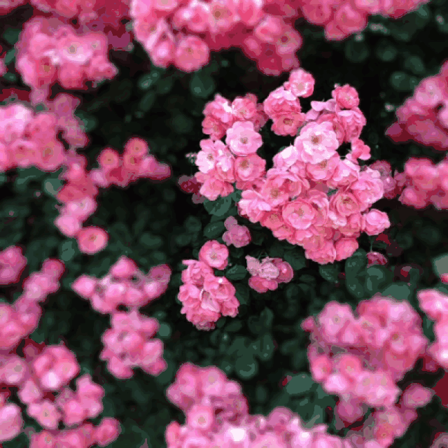月季花,绣球花,虞美人…… 收下小淘姐的这份 锡城五月花海地图