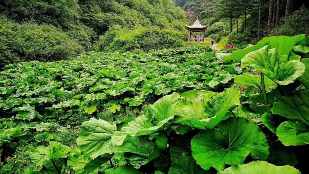 野荷谷景区五月门票半价!