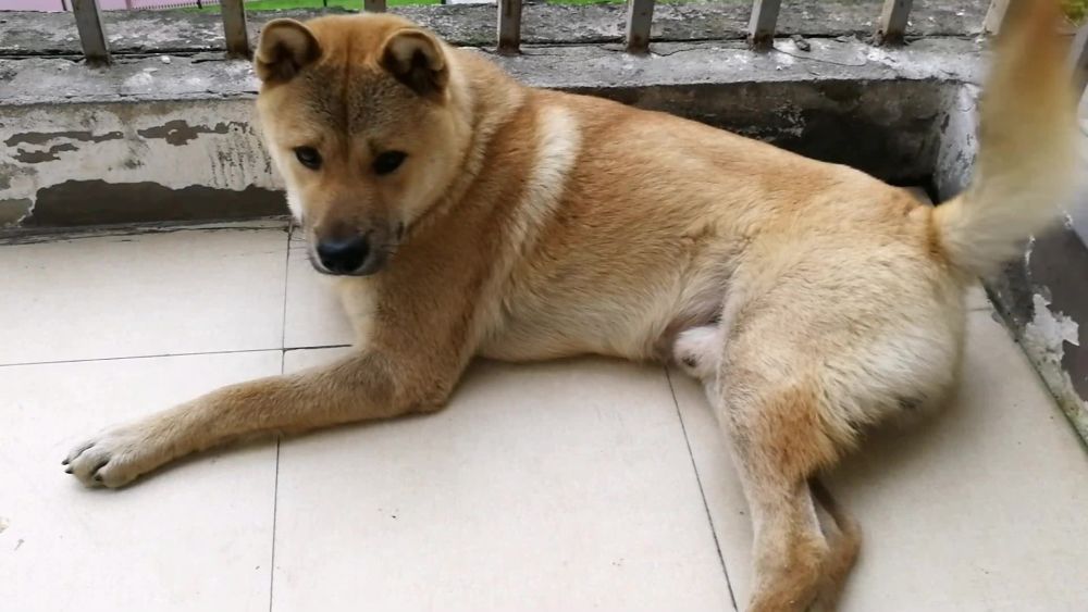 将只中华田园犬丢在森林里 它们能活下来吗 答案让人意外 看点快报