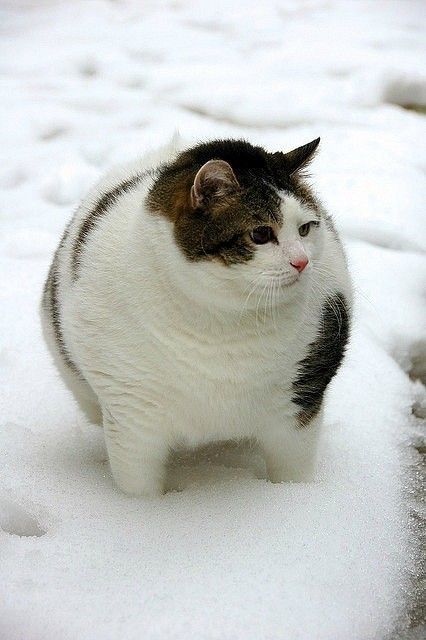 超级蠢萌大肥猫 世界上最胖的猫咪到底有多胖 不说了看图吧