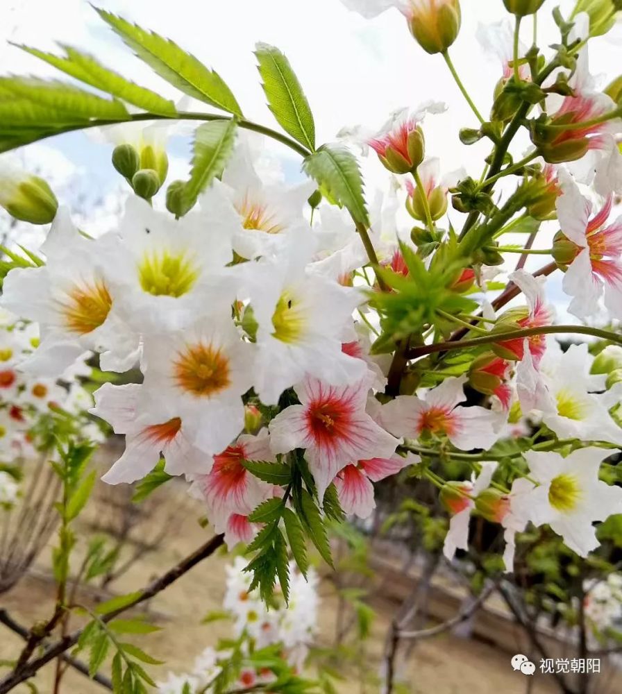 辽宁朝阳文冠果花意正浓,一年中的最美请别错过视频 图集