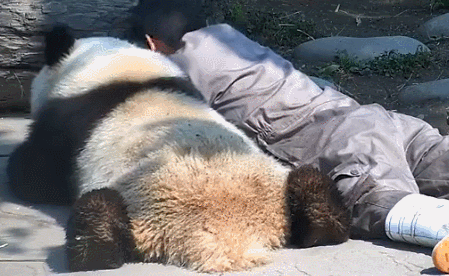 奶爸与熊猫趴地上勾肩搭背,下个动作羡煞网友:没这么"虐狗"的
