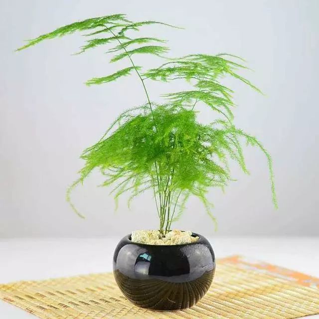 文人品味高都爱"竹",这3种竹子养在家里,步步高升好寓意!