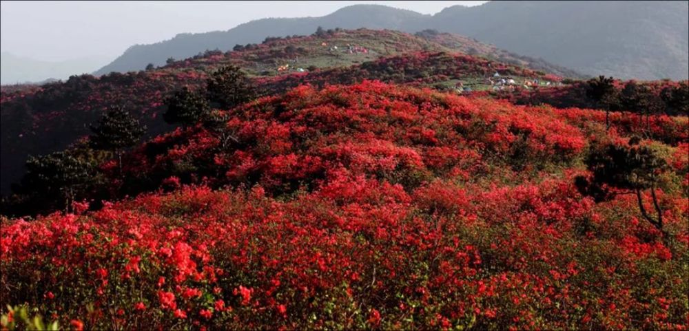 杜鹃花,遂昌县,高坪,茶树