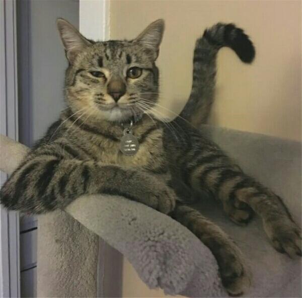 10只沙雕猫的沙雕照 一年笑点被承包!