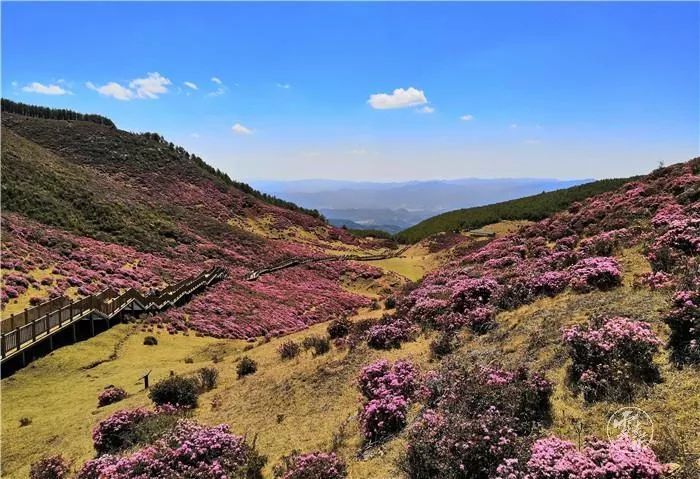 昆明,杜鹃花,马鹿塘乡,禄劝县,轿子雪山,云南