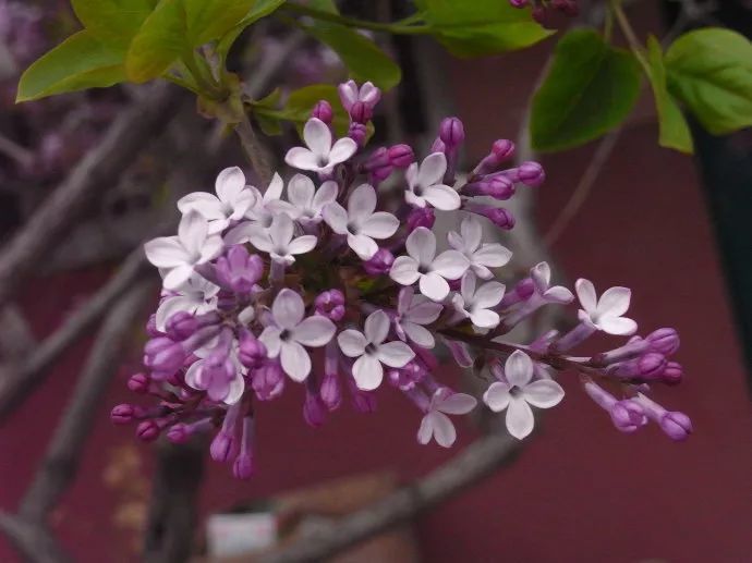 十首优美的丁香花古诗词赏析