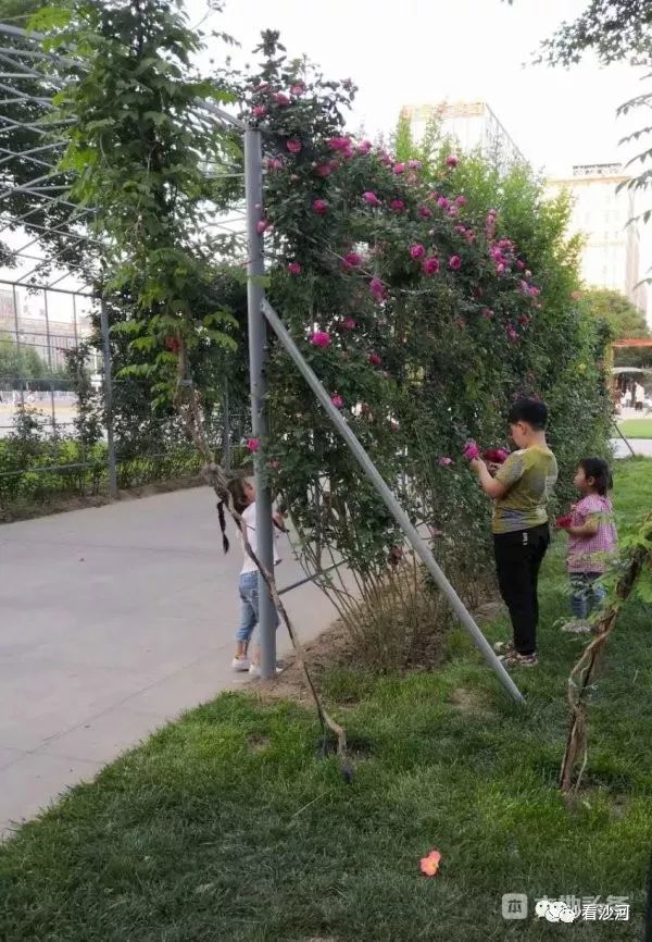 沙河:曝光不文明现象!小孩公园里面摘花,大人不阻止!