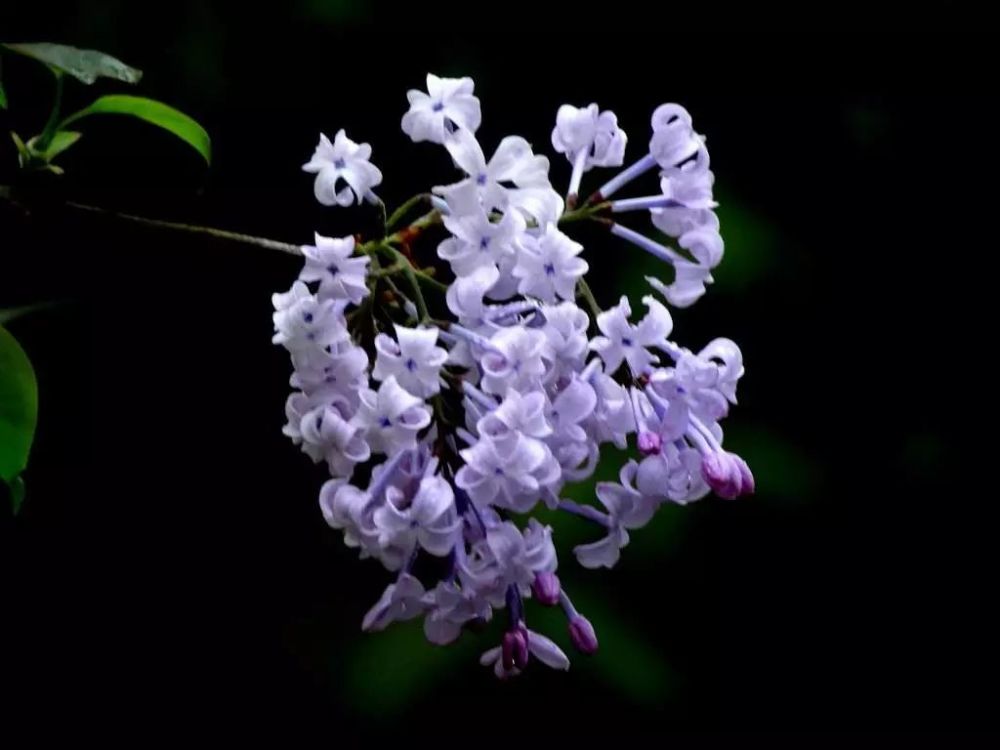 十首优美的丁香花古诗词赏析