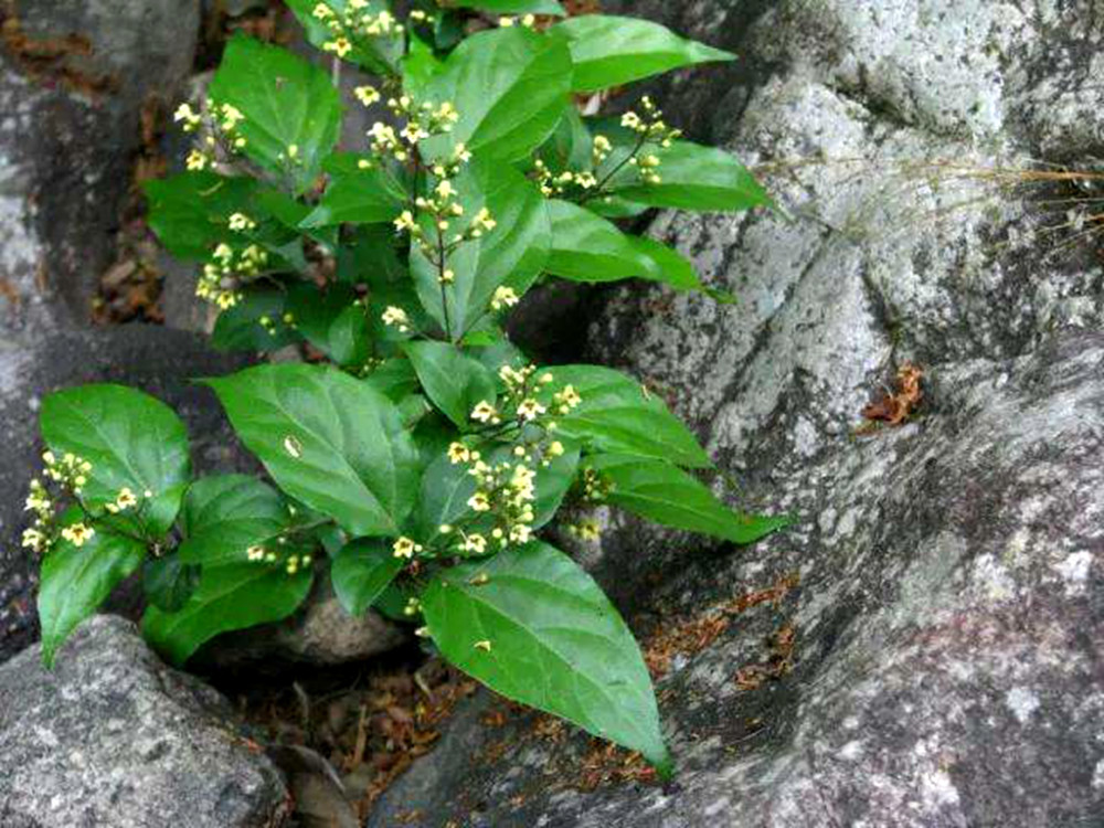 农村一种植物人称"观音柴",叶子能做成爽滑q弹的"神仙豆腐"