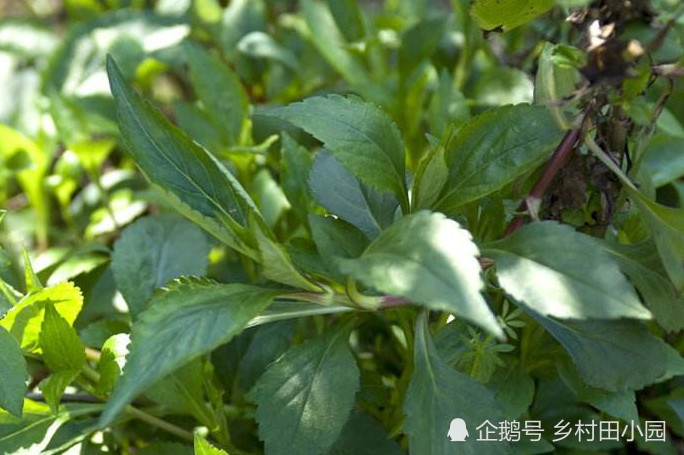 野菜,植物,孟菜,营养