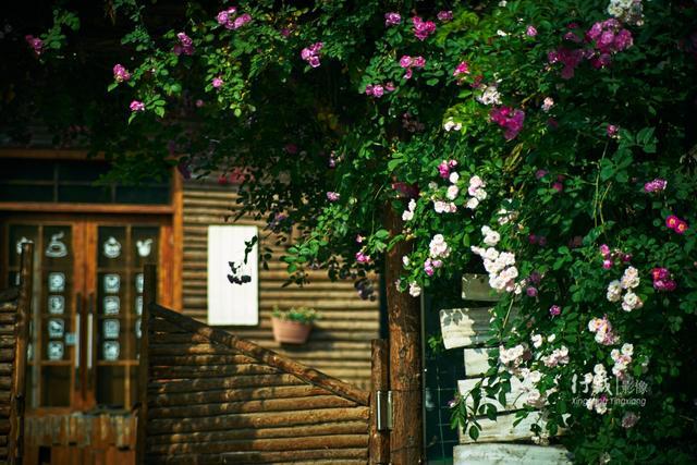 开满蔷薇花的木屋小院,你能演绎出什么样的春天故事?