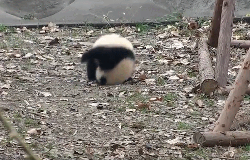 大熊猫将自己变成球 以"滚"代步 国宝:懒得走