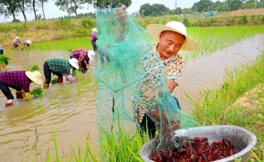 农村一股脑的搞"稻虾共养",真的好吗?其实并不是这样!