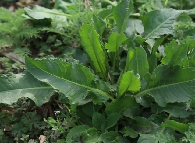 图中看到的这个就是上文提到的这种野菜了,它的名字叫做牛耳大黄,又