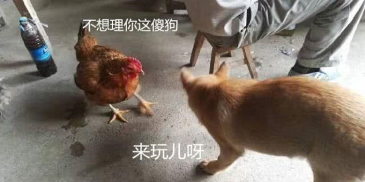 狗狗和鸡情同手足,当看见鸡被主人拉去宰杀,狗狗回应令人动容