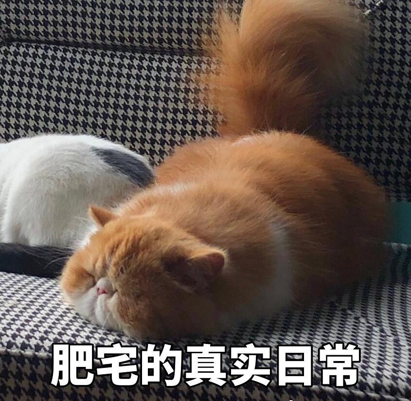 加菲猫表情包:肥宅的真实日常