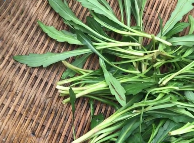 农村田边常见的野菜,叫做"田边菊",流鼻血的时候吃了有奇效