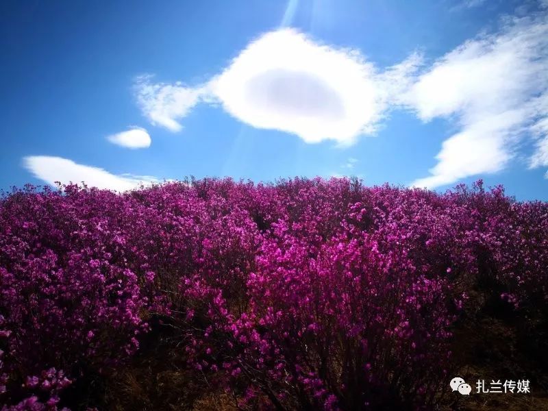 扎兰屯杜鹃花怎么样?听听呼伦贝尔媒体怎么说!