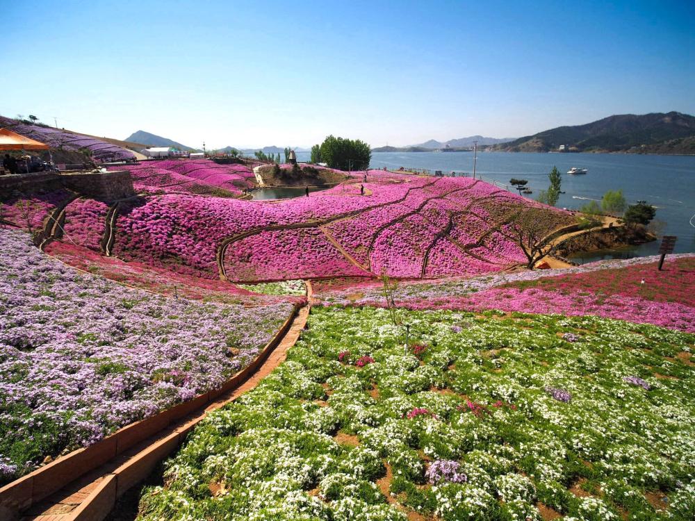 大黑汀水库,大地,迁西,樱花,雨花