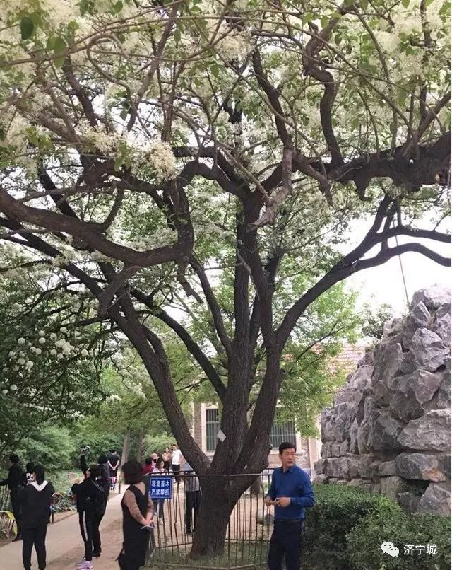 济宁戴庄医院最美的风景,又是一年流苏季