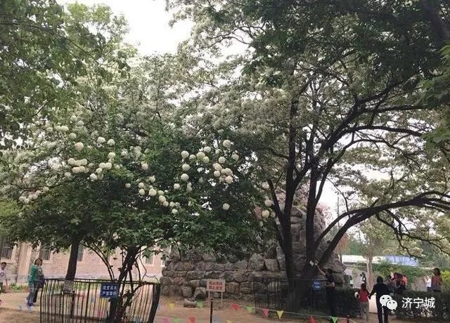 济宁戴庄医院最美的风景,又是一年流苏季
