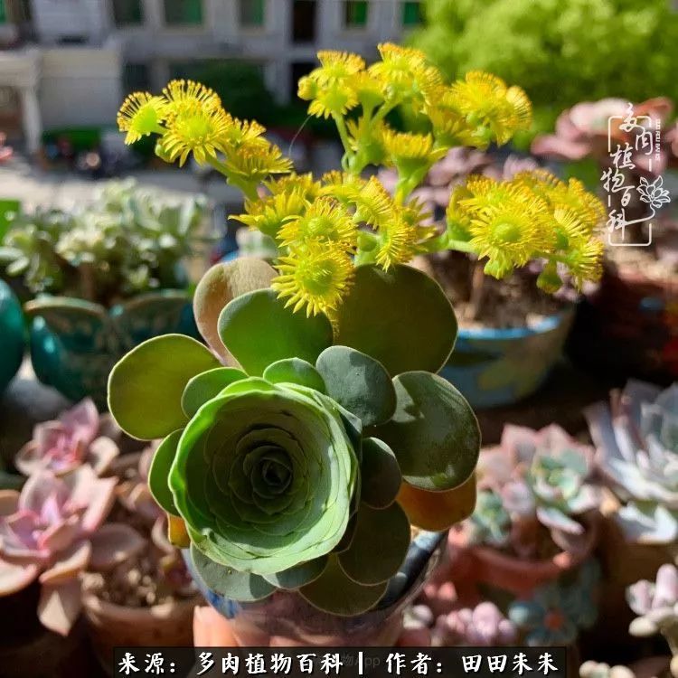 《解惑:春天花会开,山地玫瑰"开花"会死吗?