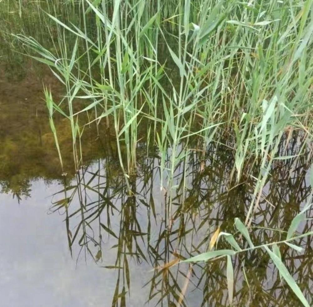 每日学习一味中草药-芦根