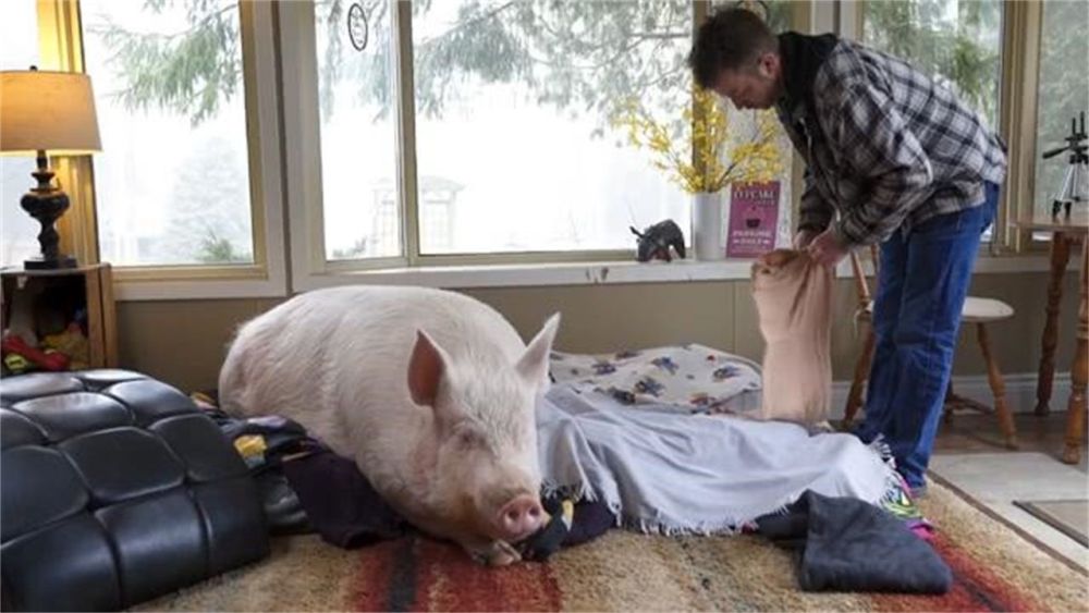 一个人和他的猪 腾讯网