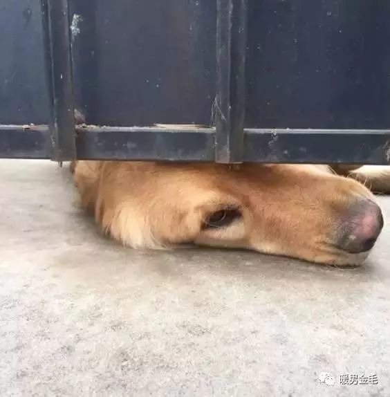 这只狗狗每天都会趴在门缝等人来摸它,不摸还生气!