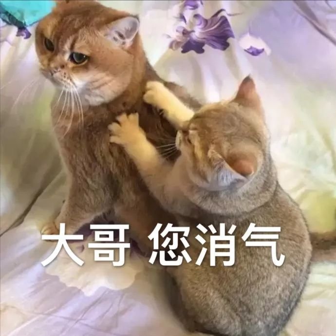 猫咪表情包:图4学习使猫咪快乐,和猫咪一起学习吧!