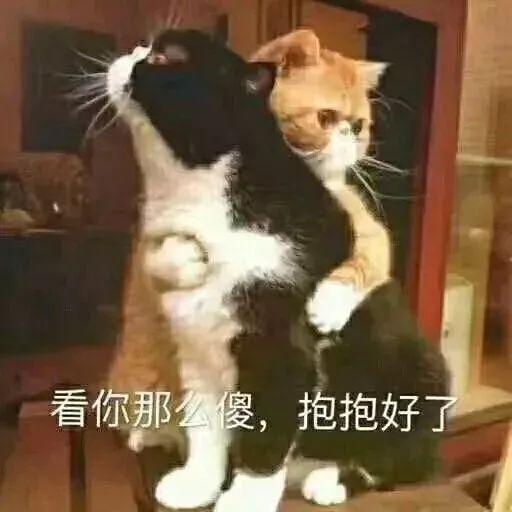 猫咪表情包:随便一拍就是表情包大片,斗图界扛把子上线!