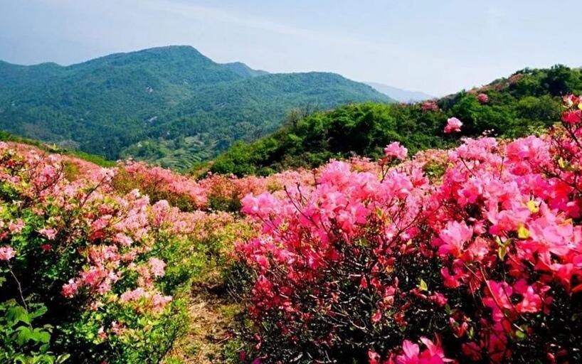 麻城杜鹃甲天下,林中飞带你湖北麻城龟峰山杜鹃花景区