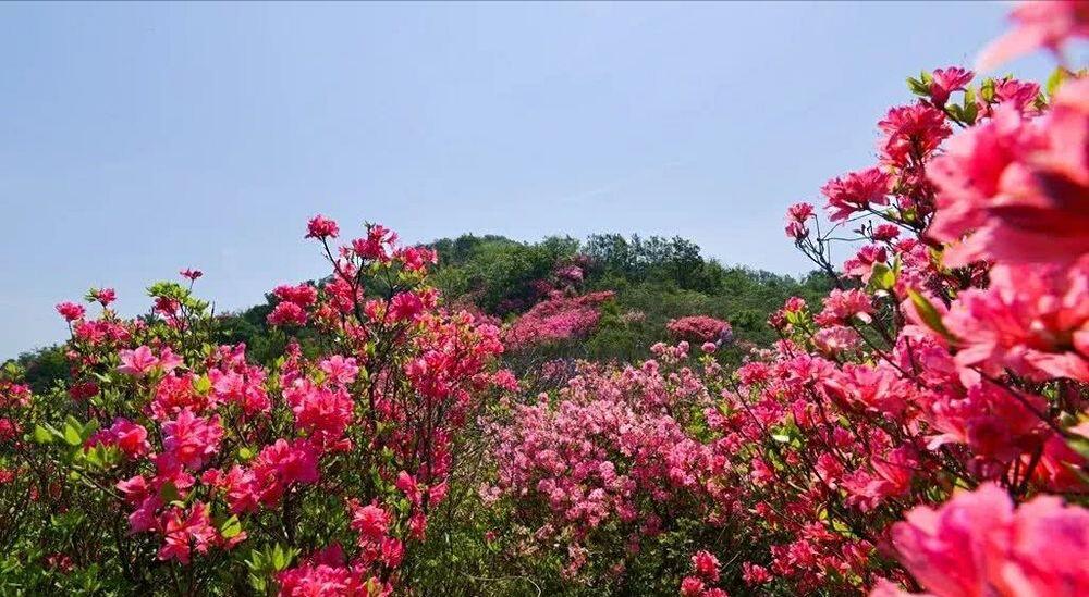 麻城杜鹃甲天下,林中飞带你湖北麻城龟峰山杜鹃花景区