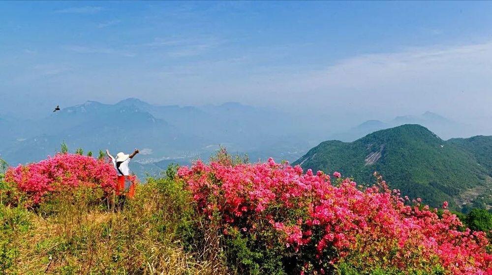 麻城杜鹃甲天下,林中飞带你湖北麻城龟峰山杜鹃花景区